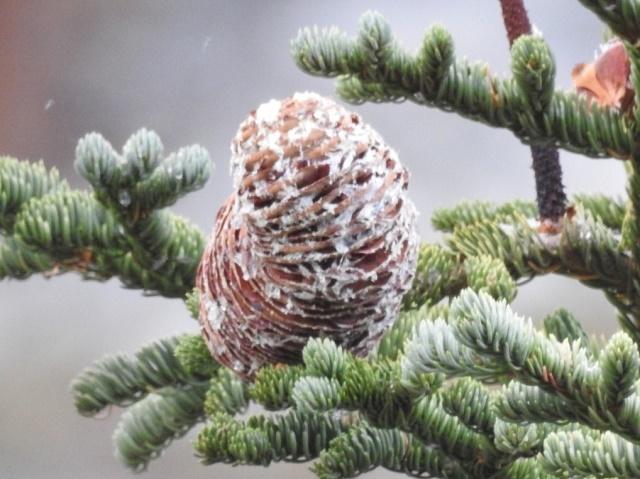 Abies magnifica Fruit