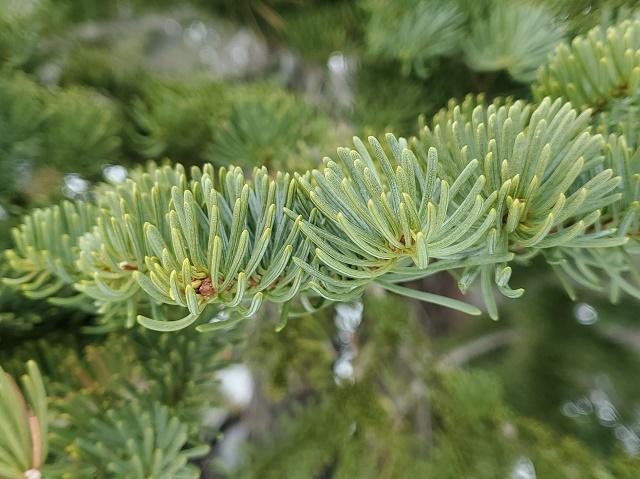 Abies magnifica Leaves