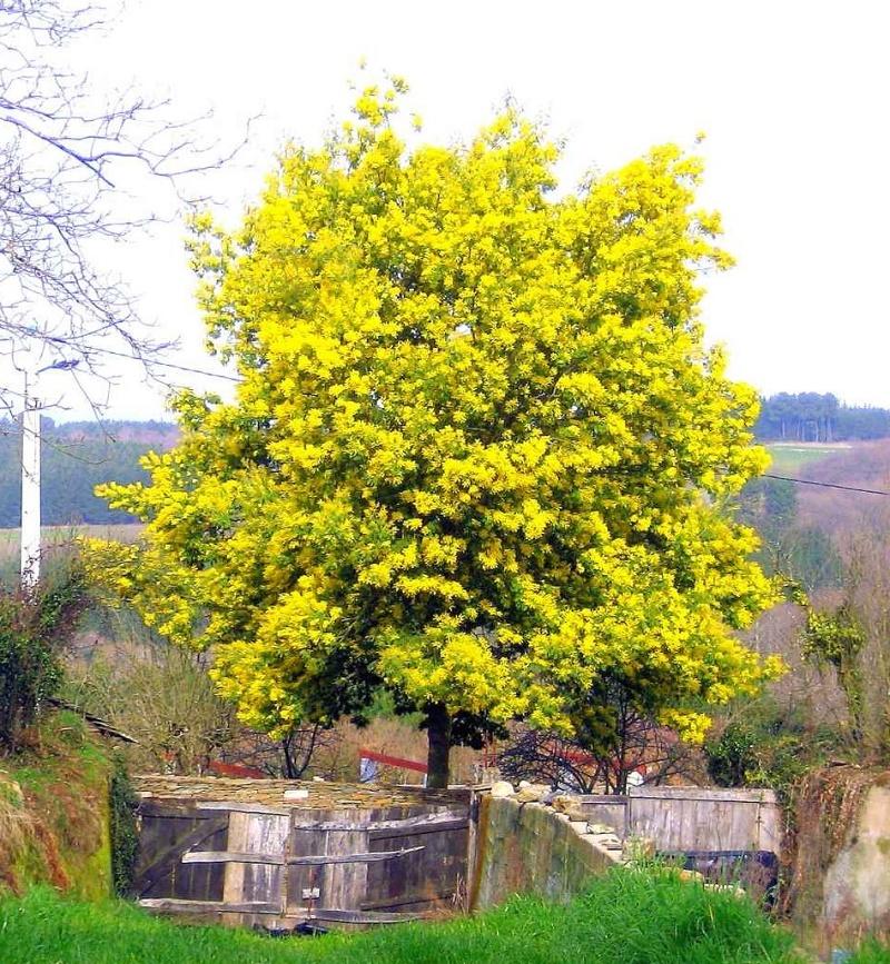 Acacia