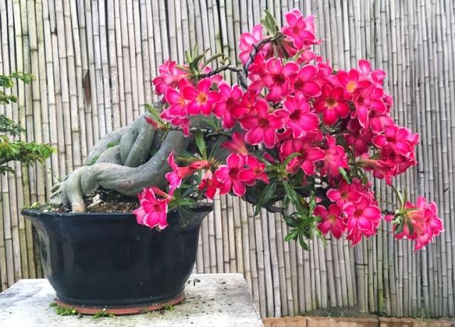 Adenium Bonsai