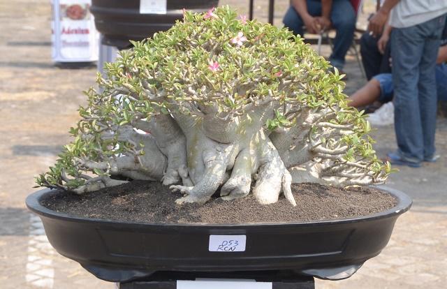 Adenium Bonsai