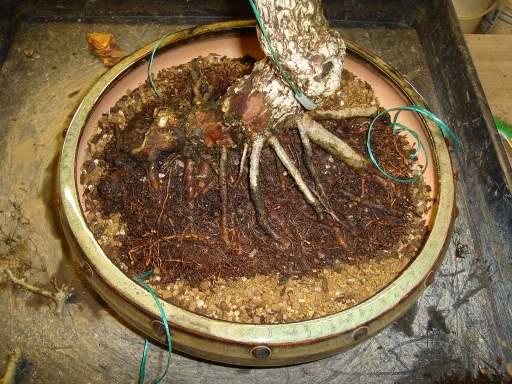 Adjusting Roots With Pots