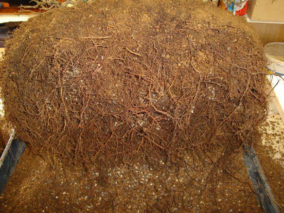 After the roots are cut