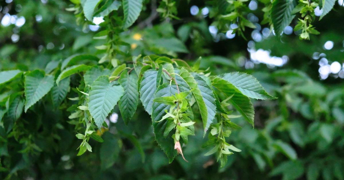 American Hornbeam