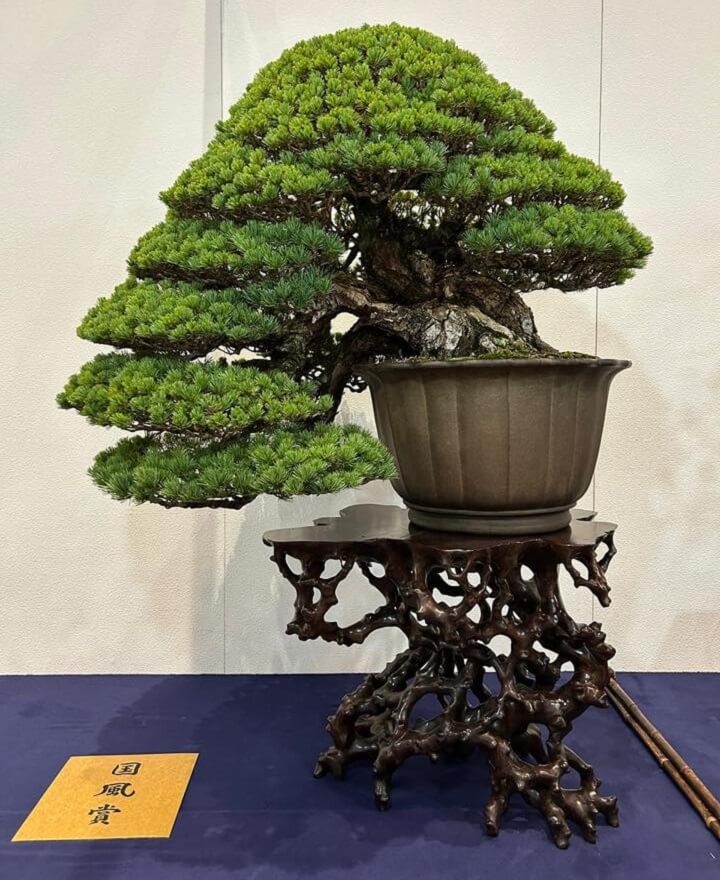 Another Pine Bonsai at Kokufu-ten 100th