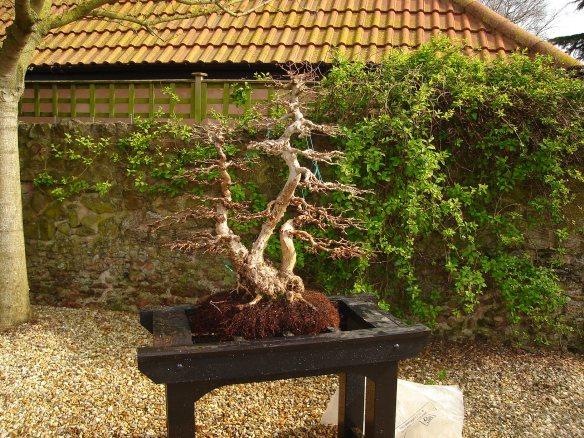 Appearance of a tree with clean roots