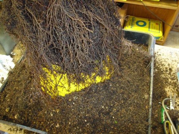 Appearance of roots after cleaning