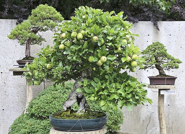 Apple Bonsai