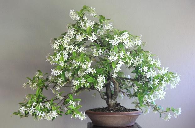 Asiatic Jasmine Bonsai