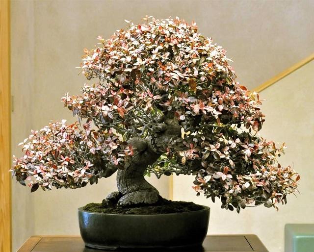 Asiatic Jasmine Bonsai