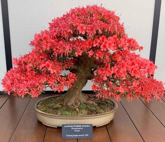 Azalea Bonsai