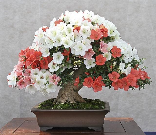 Azalea Bonsai