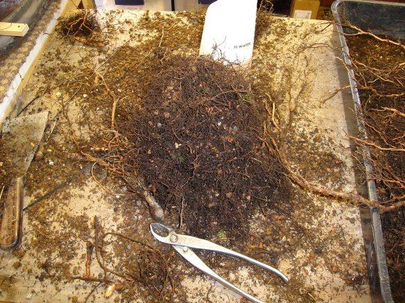 Bad roots that have been cut