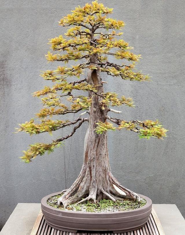 Bald Cypress Bonsai