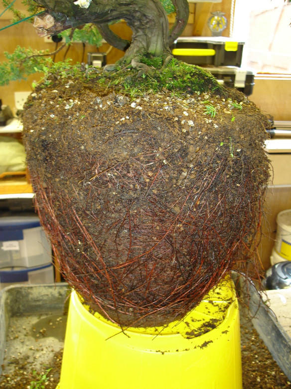 Ball roots