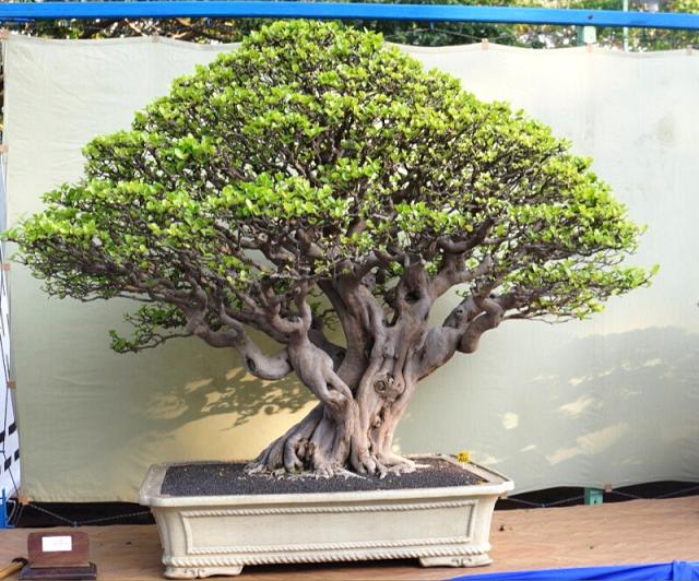 Barbados Cherry Bonsai