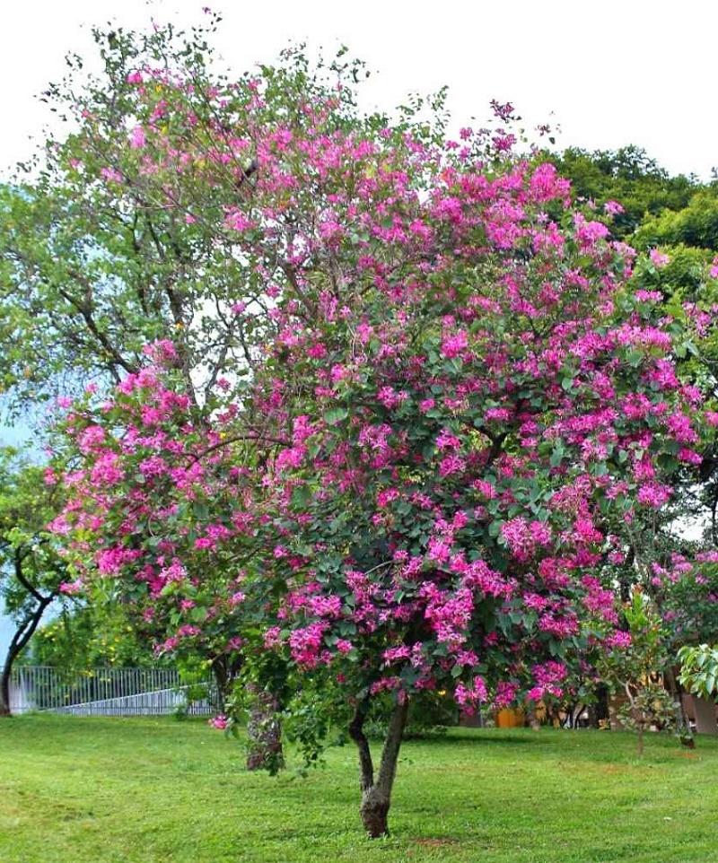 Bauhinia × blakeana
