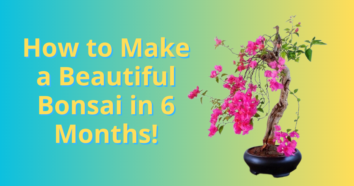 How to Make a Beautiful Bonsai in 6 Months!