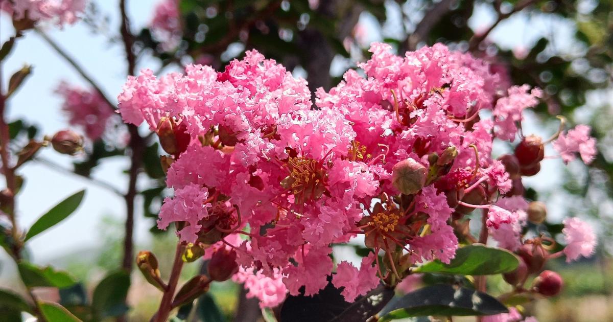 Beautiful Flowering Trees