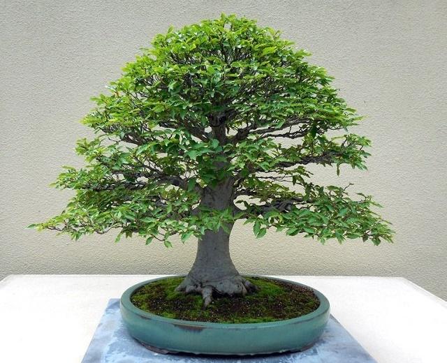 Beech Bonsai
