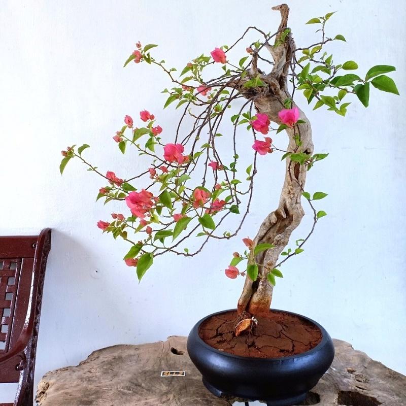 Best Bougainville Bonsai