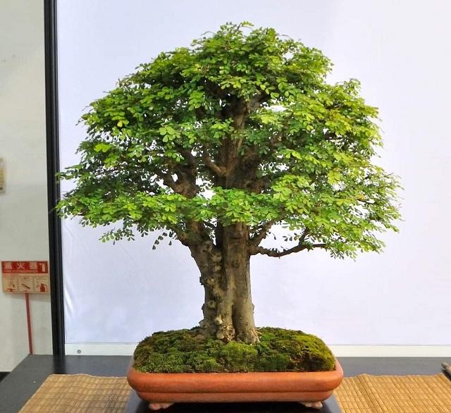 Black-Honey Shrub Bonsai