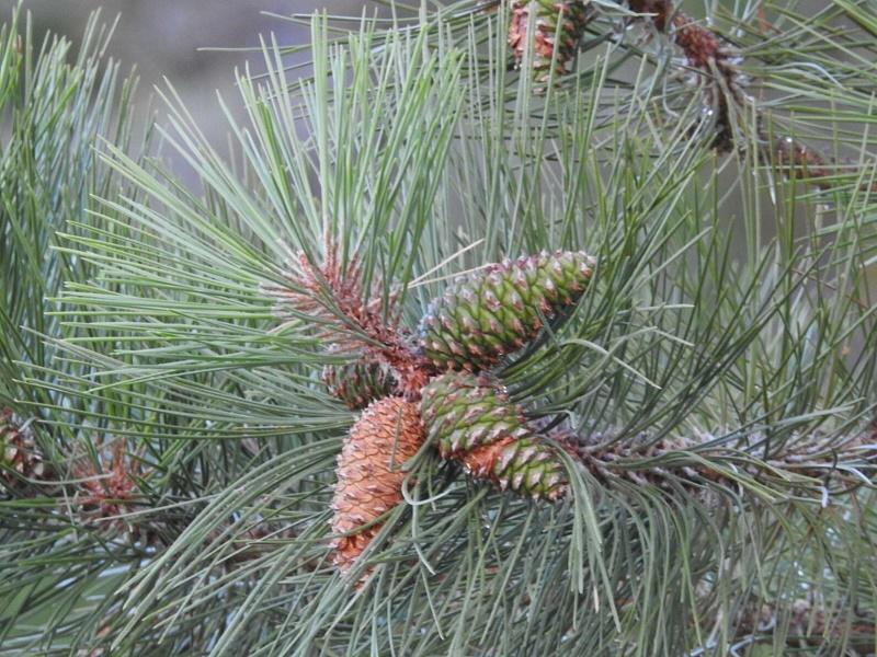 Blackjack Pine Fruit