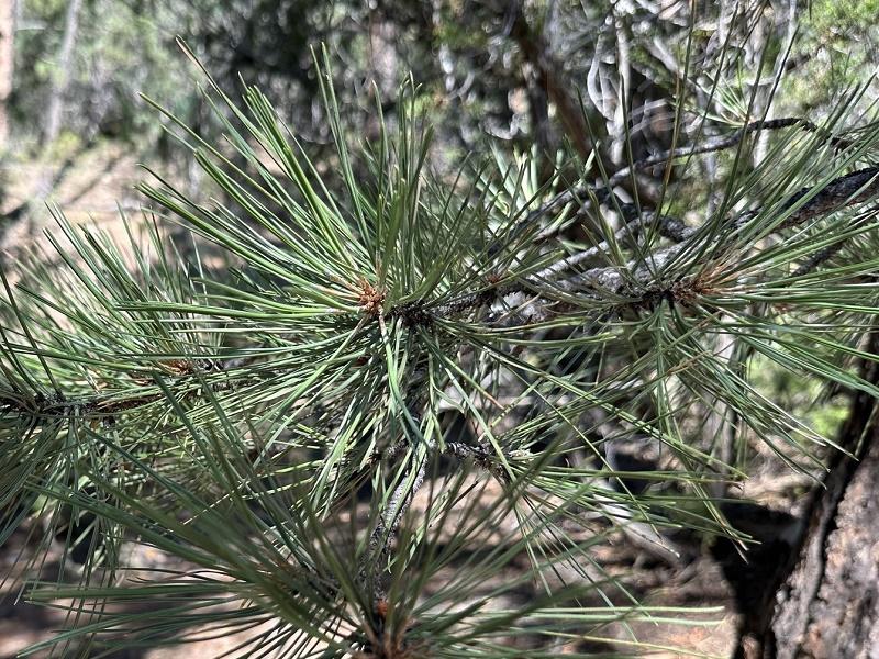 Blackjack Pine Leaves