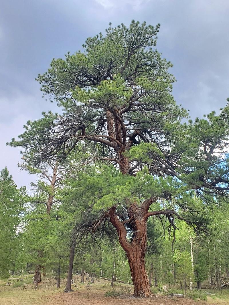 Blackjack Pine Tree