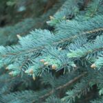 Blue Spruce