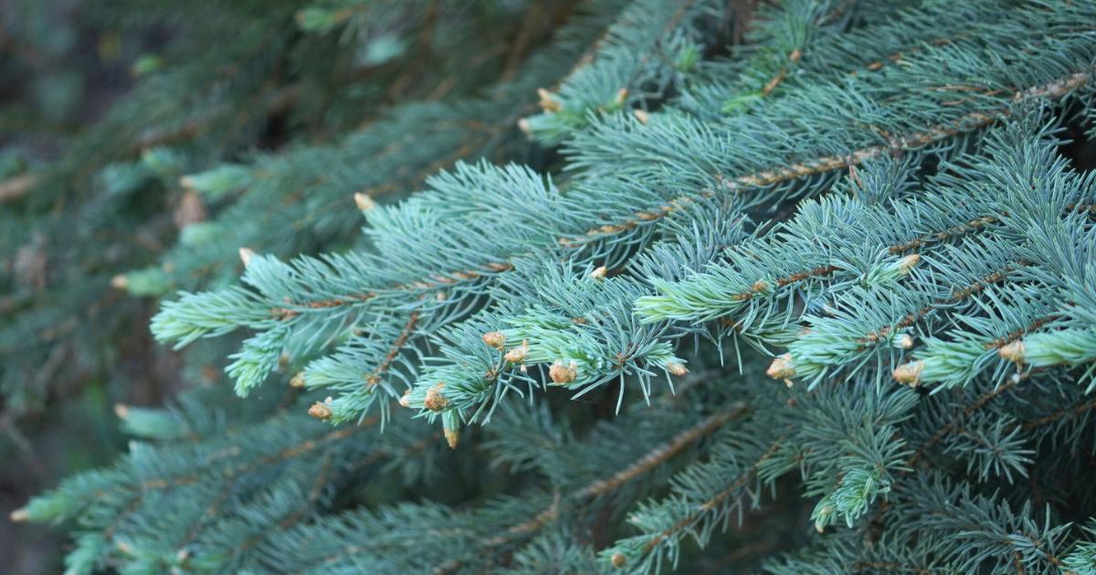Blue Spruce