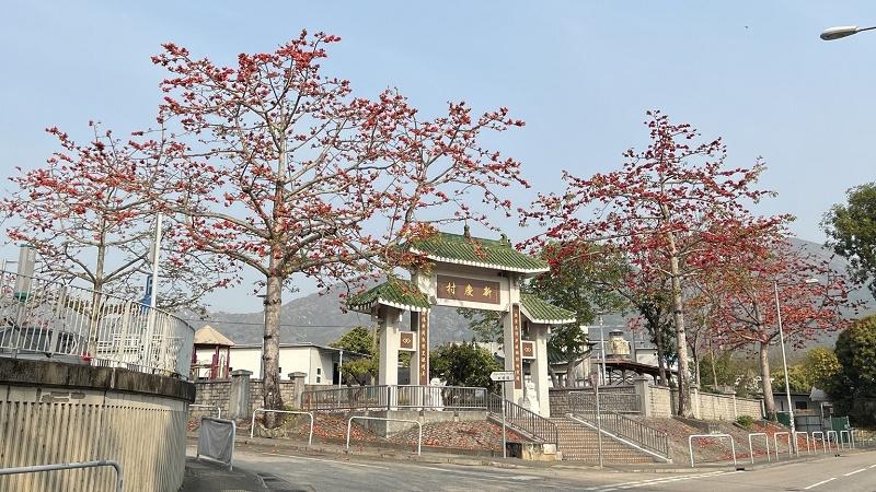 Bombax ceiba