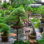 Bonsai