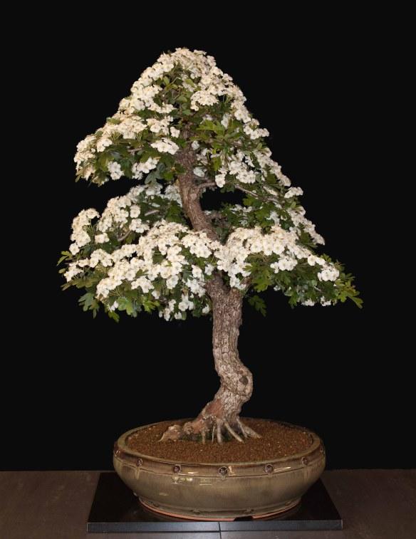 Bonsai English Hawthorn