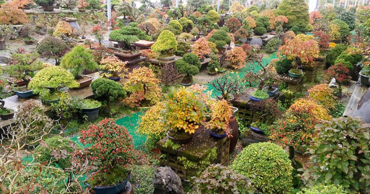 Bonsai Garen