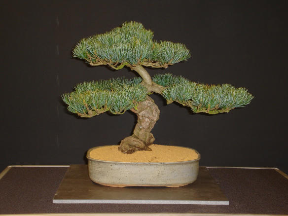Bonsai Japanese White Pine