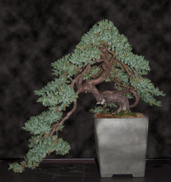 Bonsai Juniperus procumbens