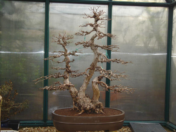 Bonsai Korean Kornbeam