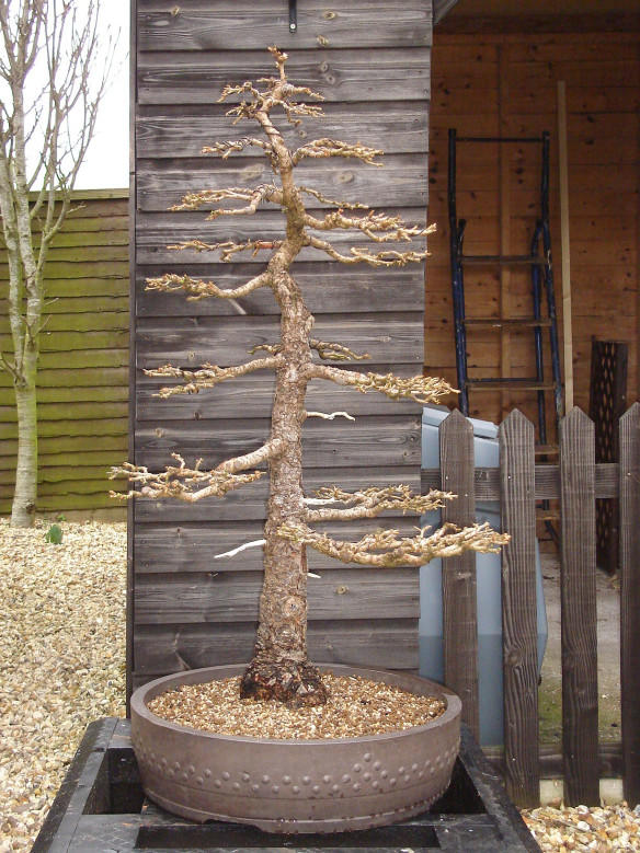 Bonsai Larch