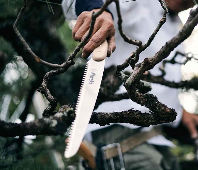 Bonsai Saw