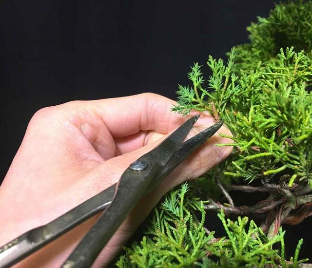 Bonsai Scissors