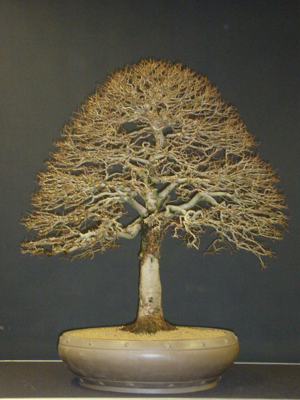 Bonsai Siberian Elm