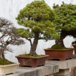 Various Bonsai Style in the World and Examples