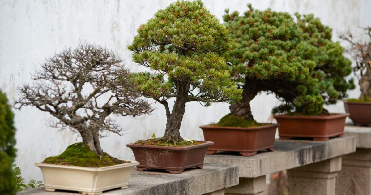 Various Bonsai Style in the World and Examples