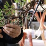 Various Types of Bonsai Tools and Their Uses