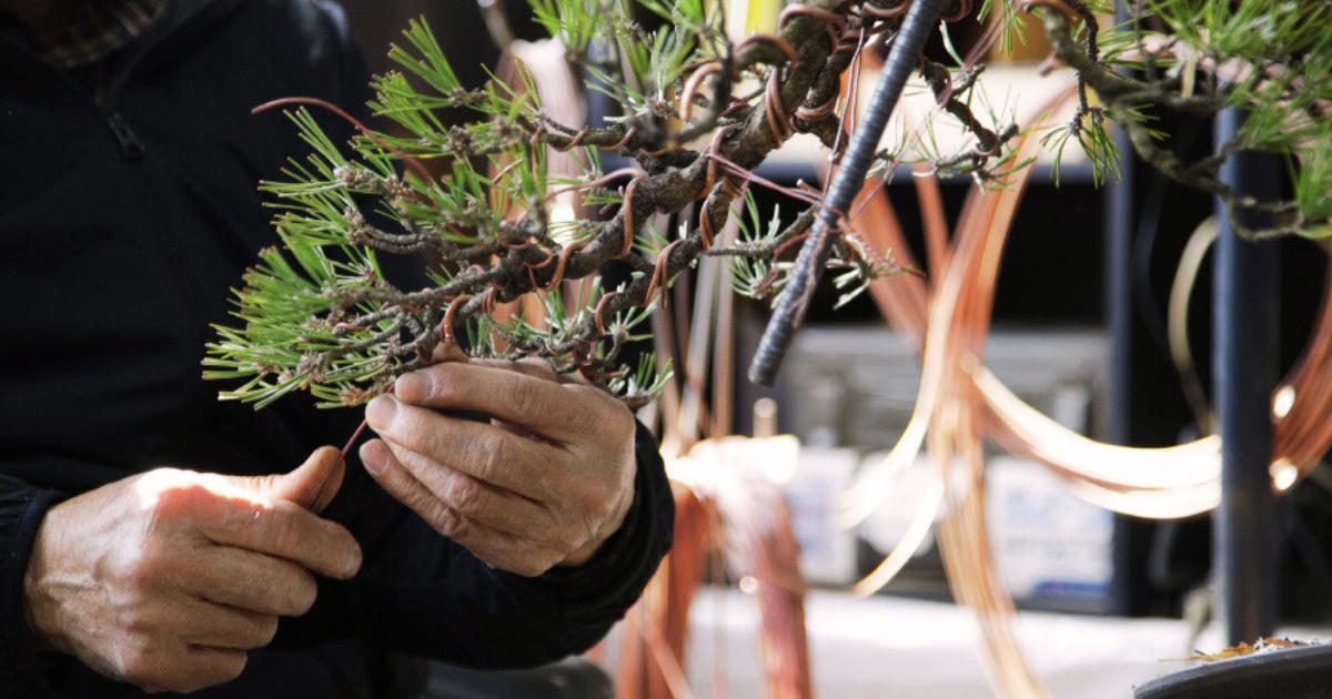 Various Types of Bonsai Tools and Their Uses