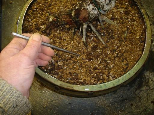 Bonsai Tweezers 1