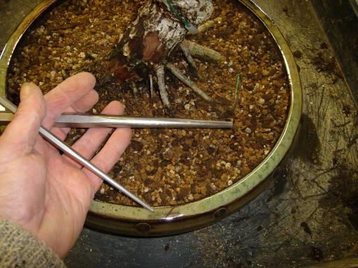 Bonsai Tweezers 2