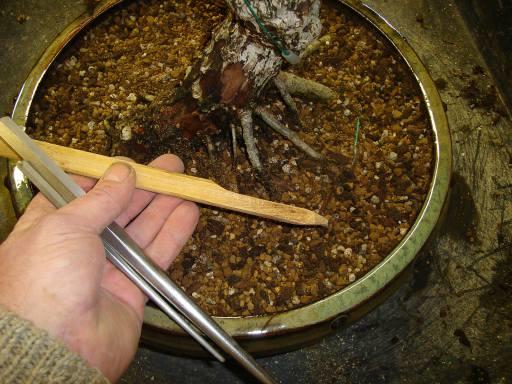 Bonsai Tweezers 3