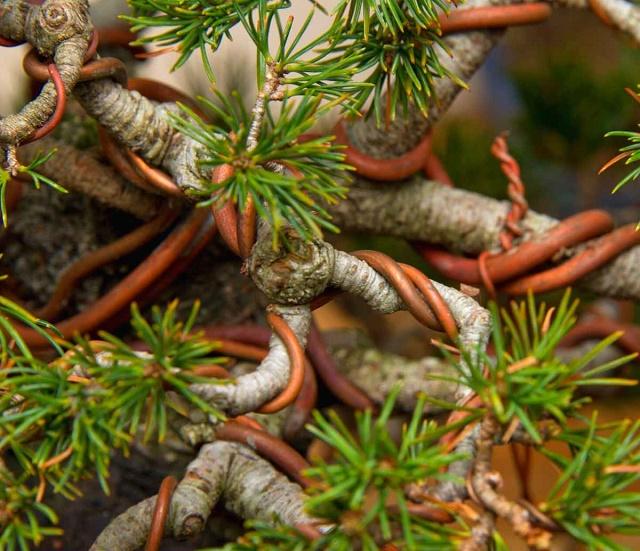Bonsai Wire